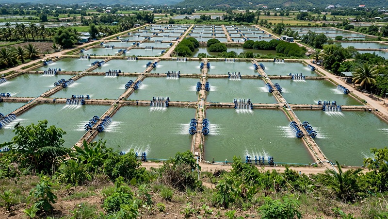 White Spot, EMS & Vibrio Prevention: Water Disinfection Guide