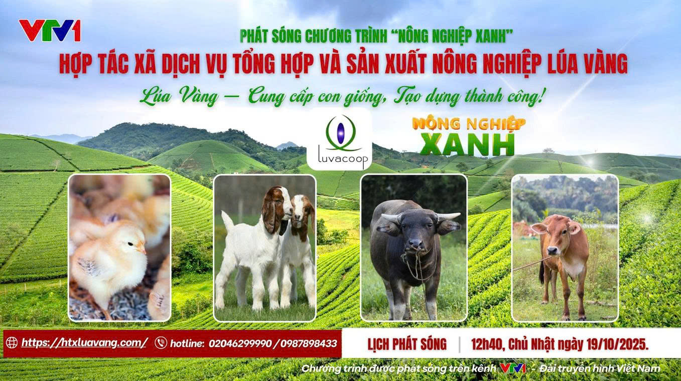 HỢP TÁC XÃ LÚA VÀNG – ĐIỂN HÌNH TIÊU BIỂU TRONG CHƯƠNG TRÌNH “NÔNG NGHIỆP XANH” TRÊN KÊNH VTV1
