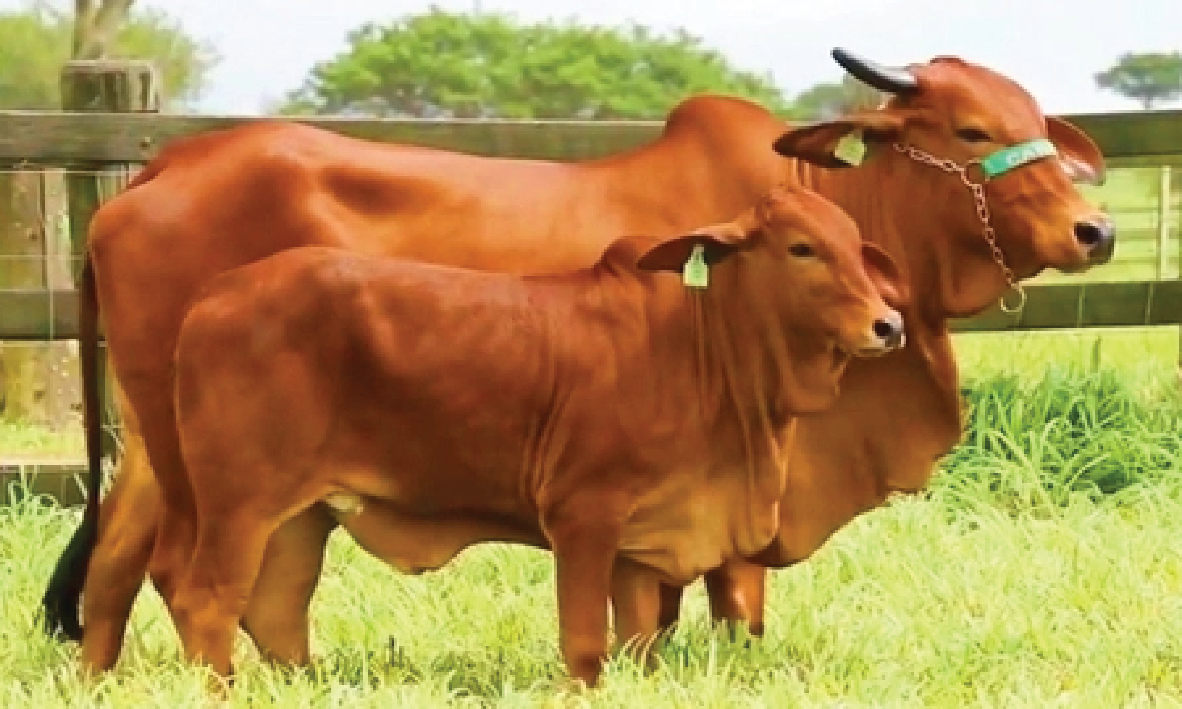 Bò Brahman
