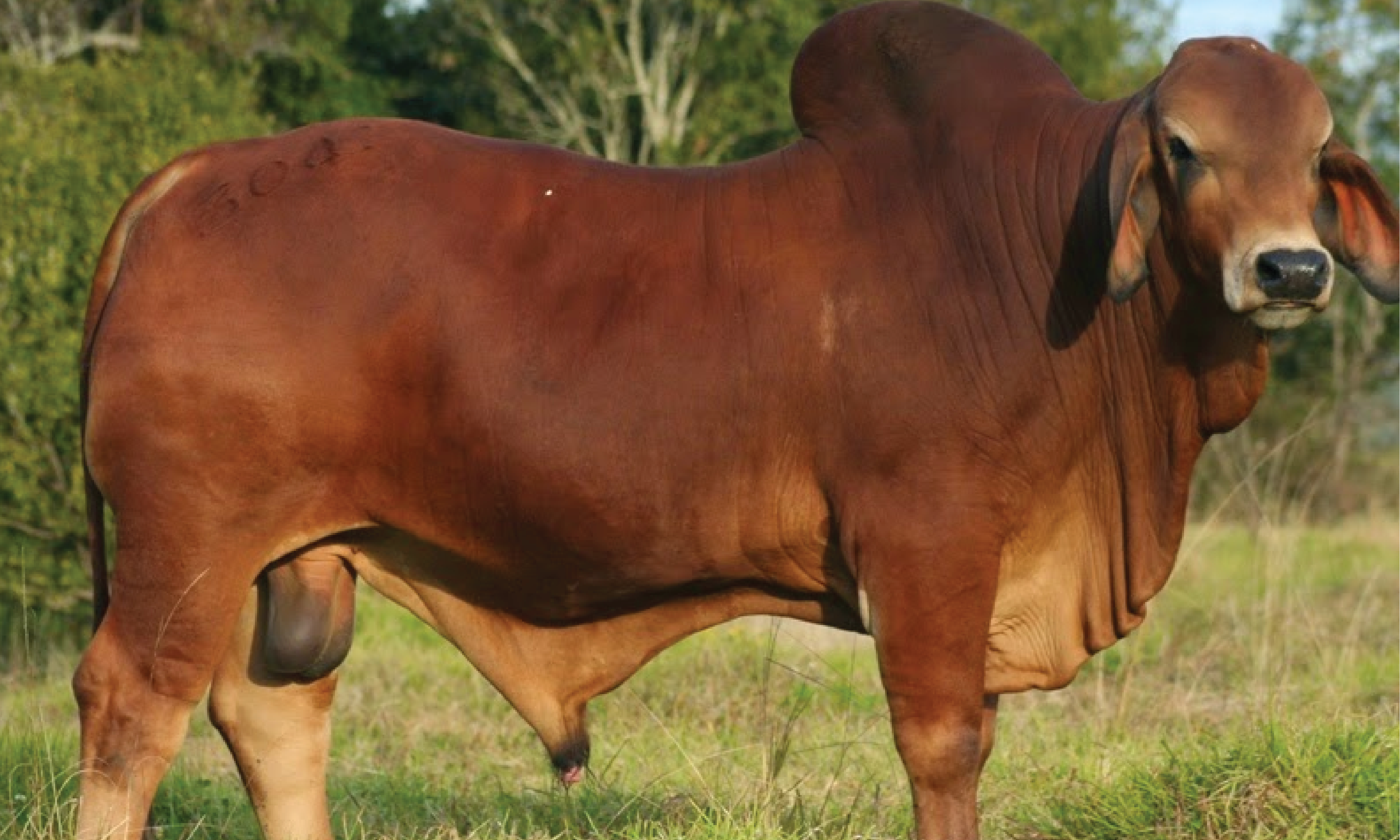 Bò Brahman