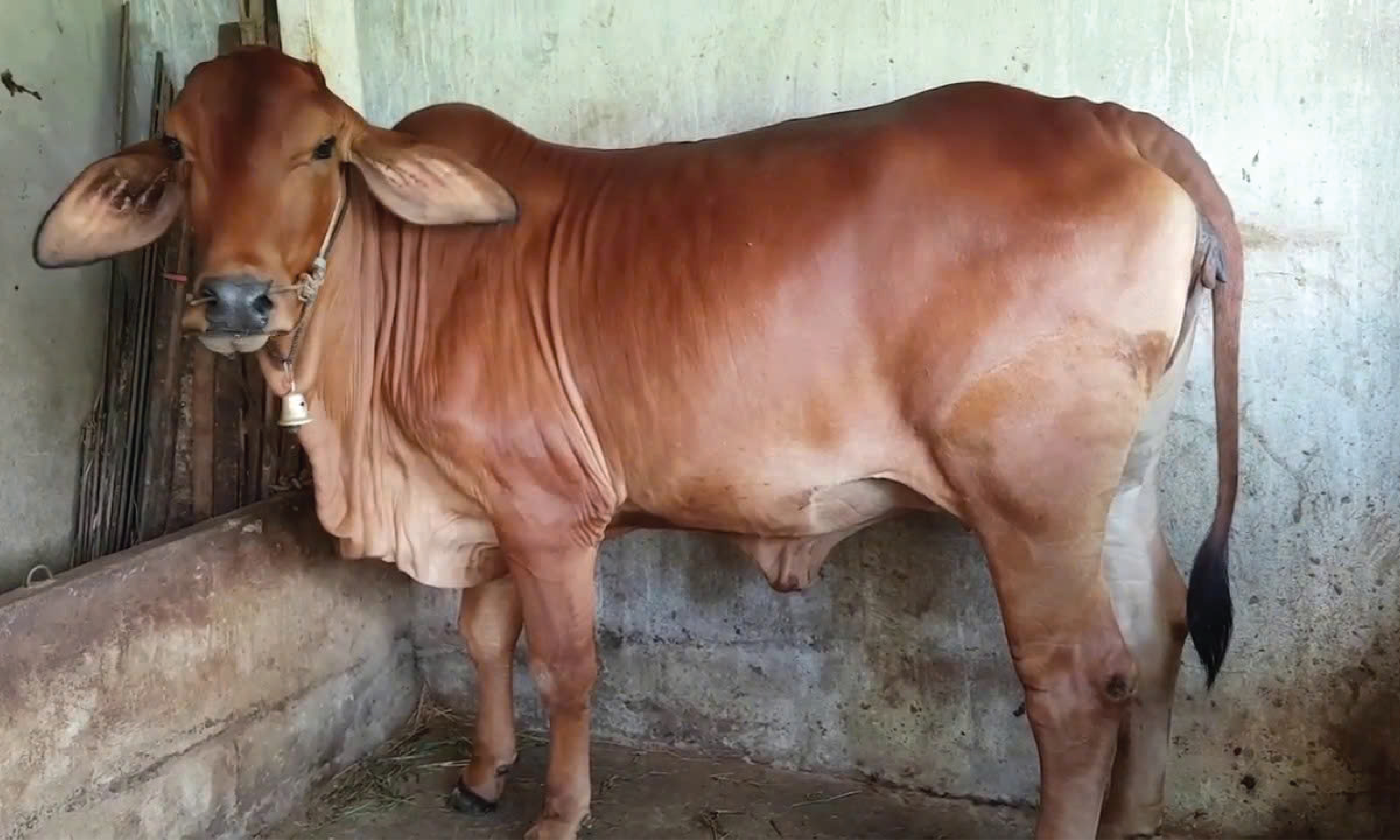Bò Laisind