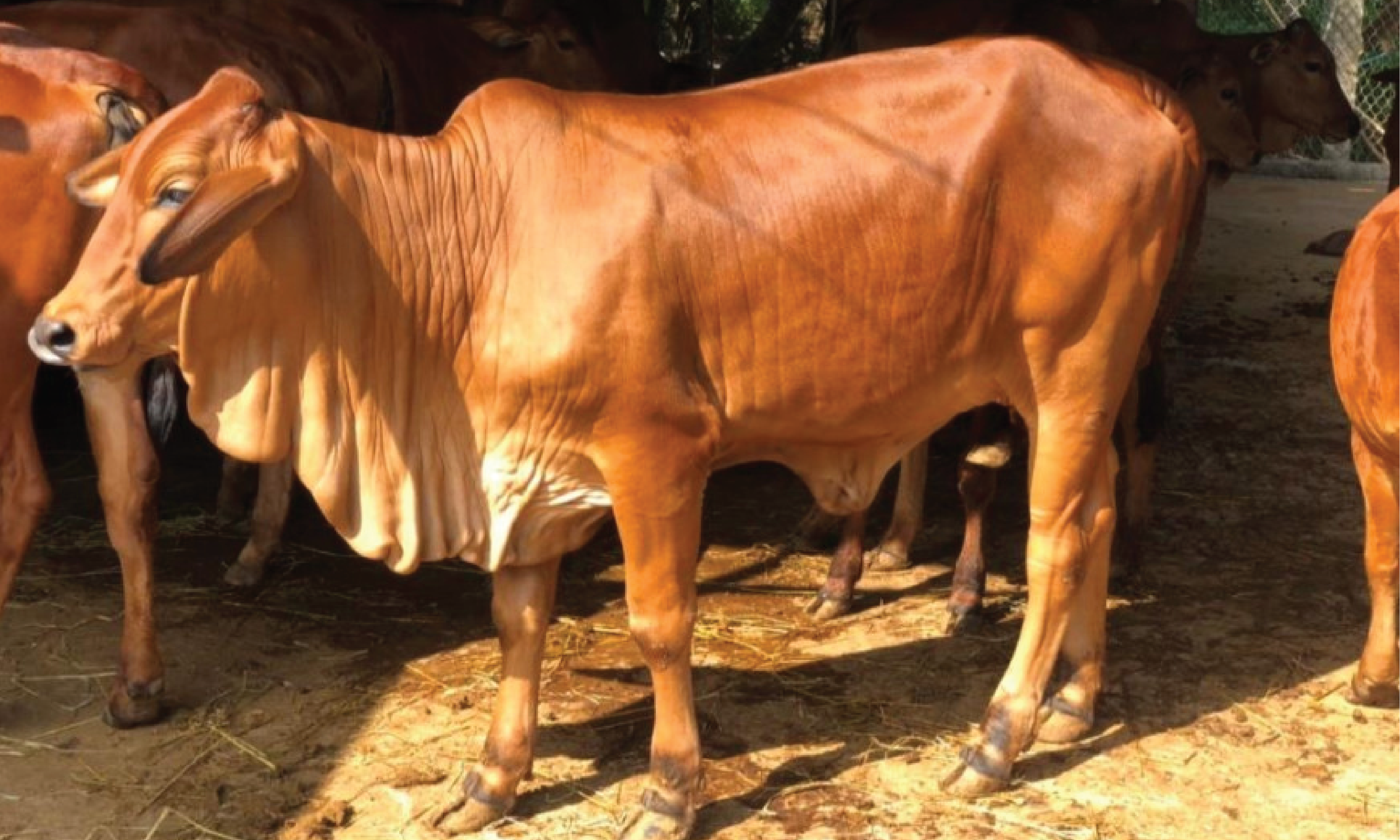 Bò Laisind