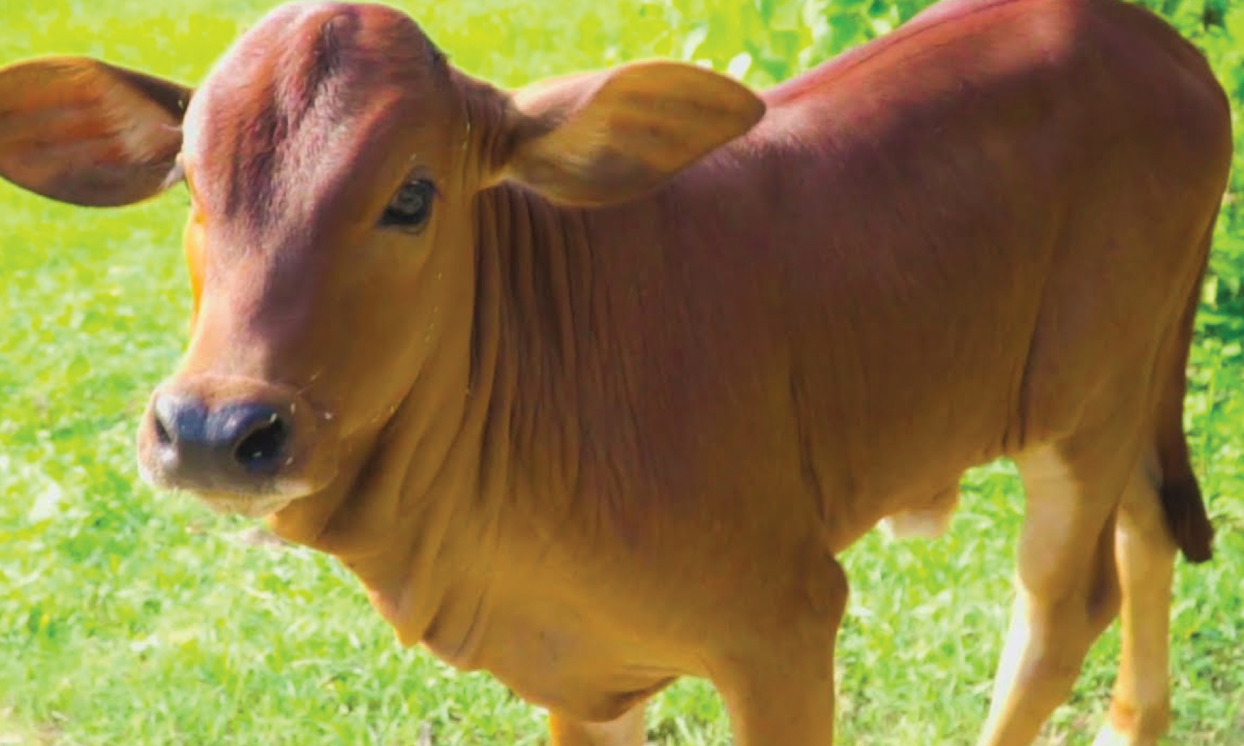 Bò vàng Việt Nam