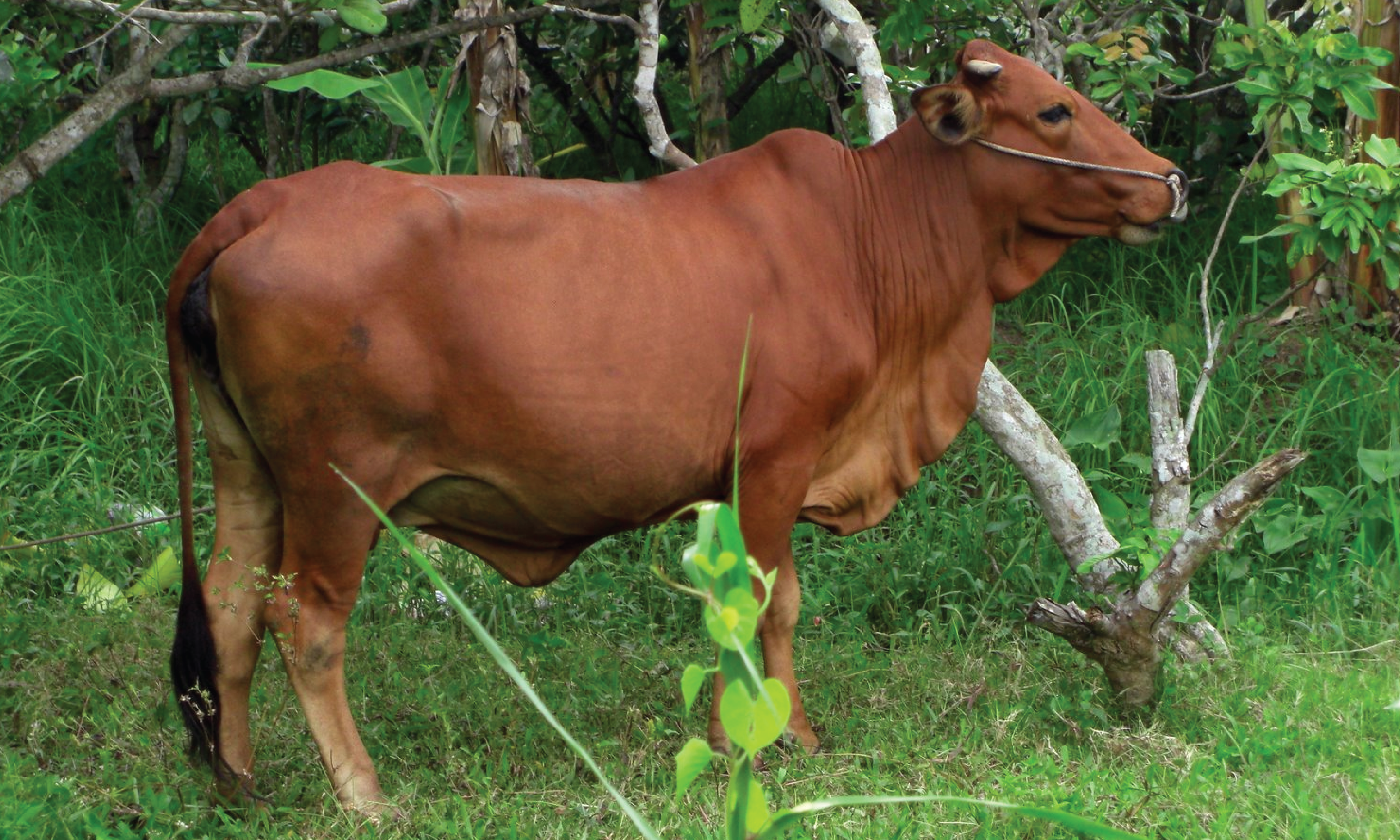Bò vàng Việt Nam