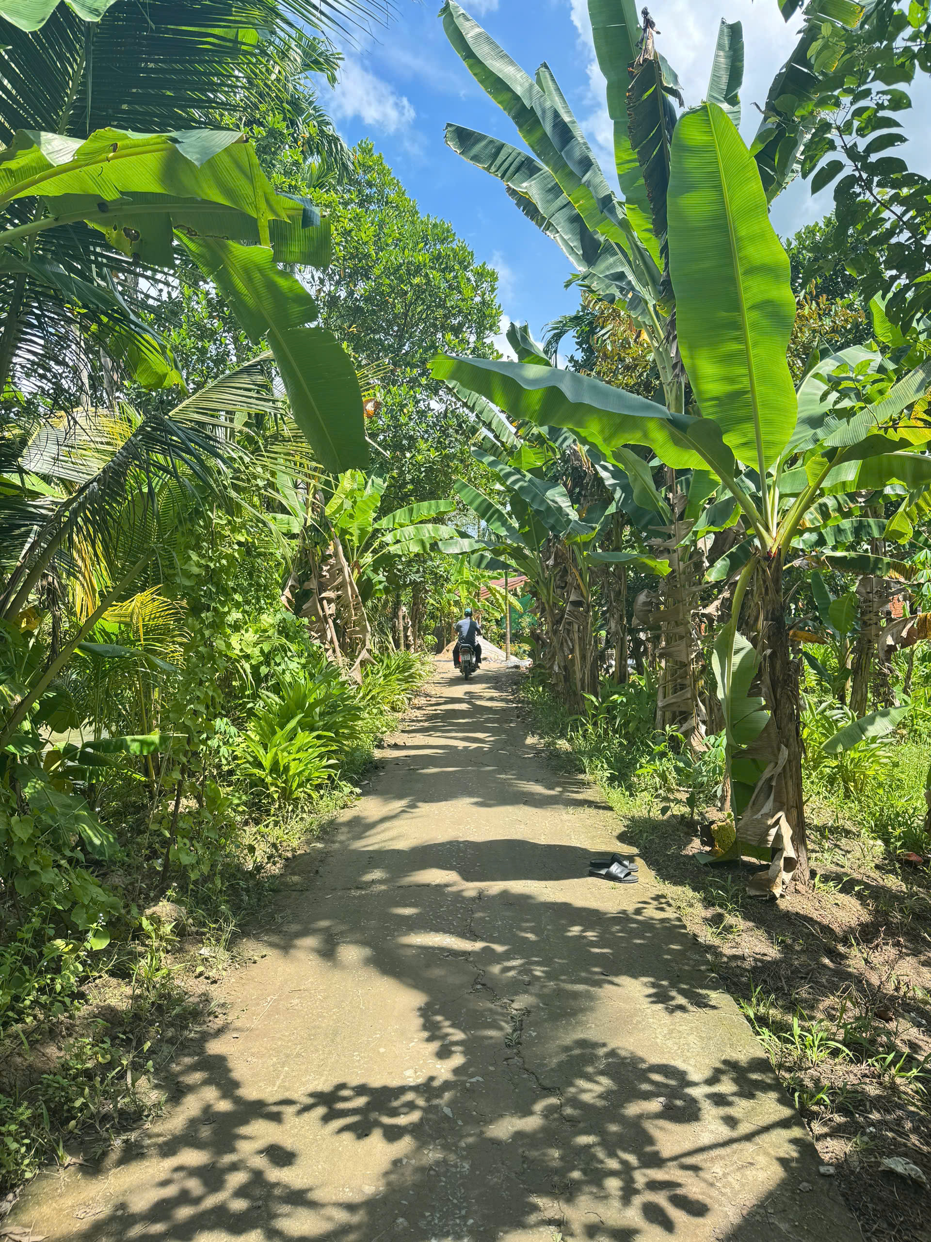 ĐẤT VƯỜN 1047m2 700TR KV THẠNH HÒA CÁI TẮC CẦN THƠ