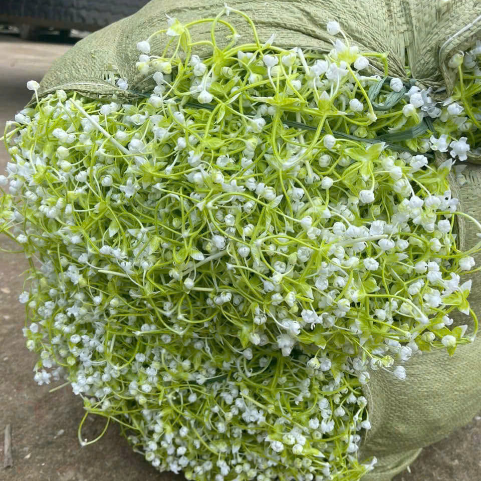 Cỏ điểm