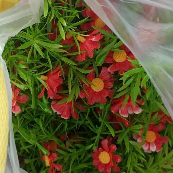 Cỏ điểm