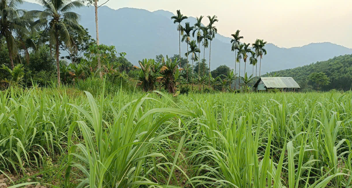 Mía tím Trà Giang