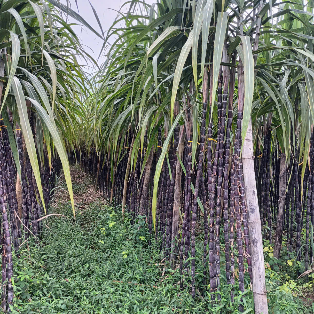 Mía tím Trà Giang