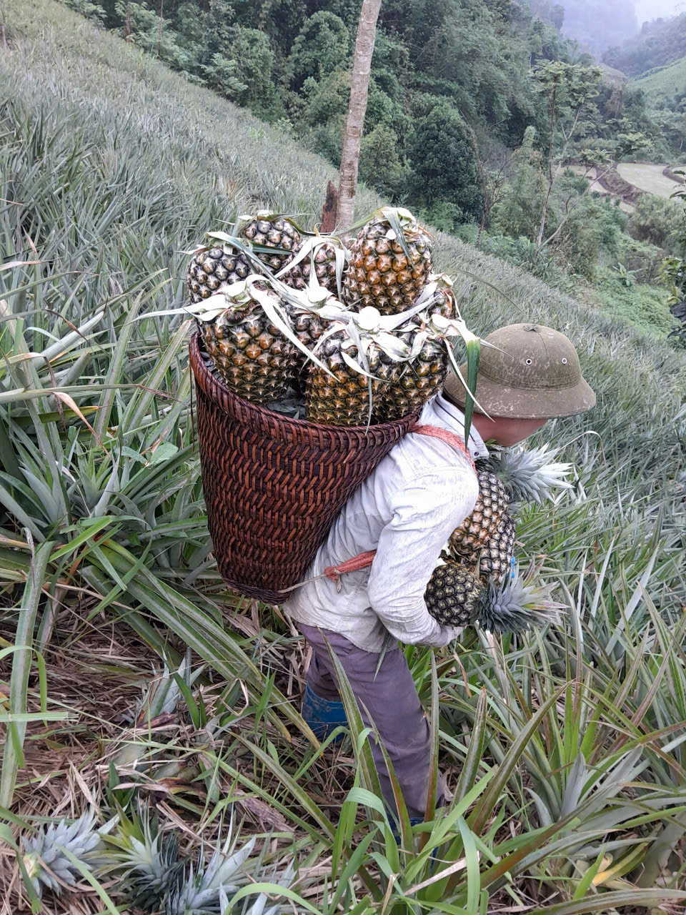 Dứa mật Pu Lau