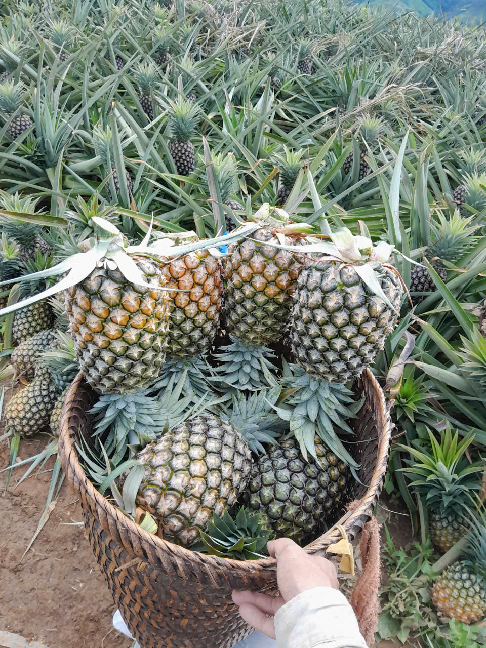 Dứa mật Pu Lau