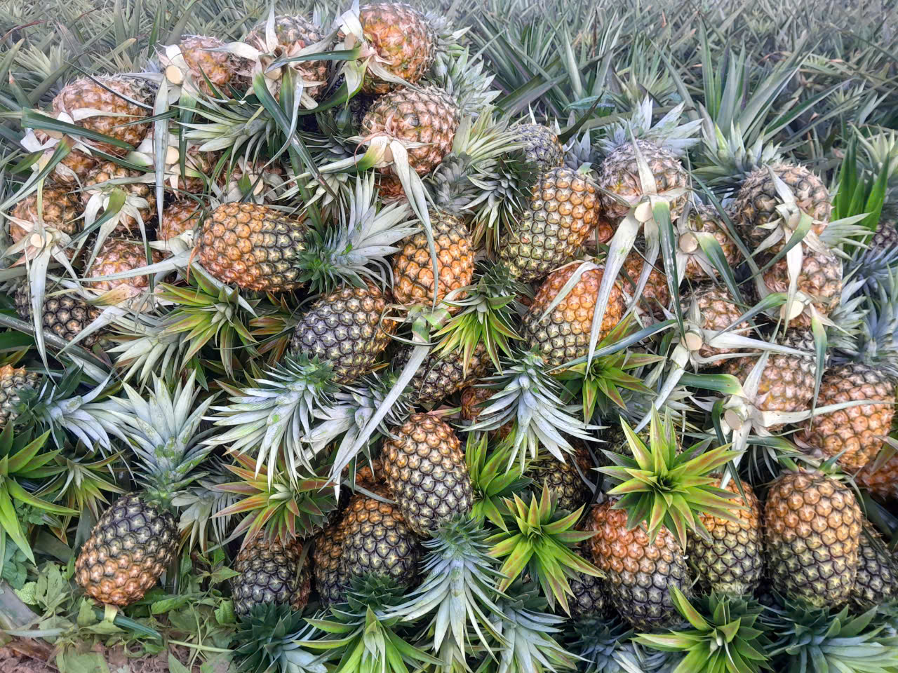 Dứa mật Pu Lau
