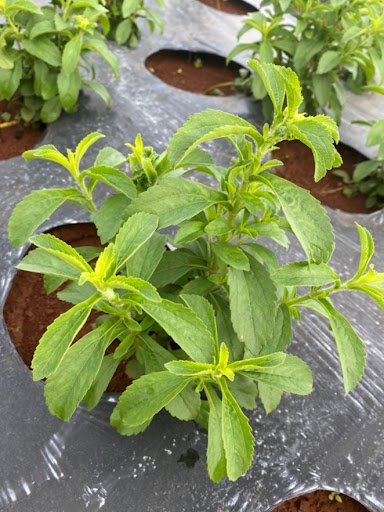 Trà lá sen cỏ ngọt Tạ Gia