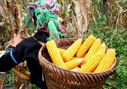 GIÁ CẢ TỐT NHẤT - GIỮ TRỌN GIÁ TRỊ