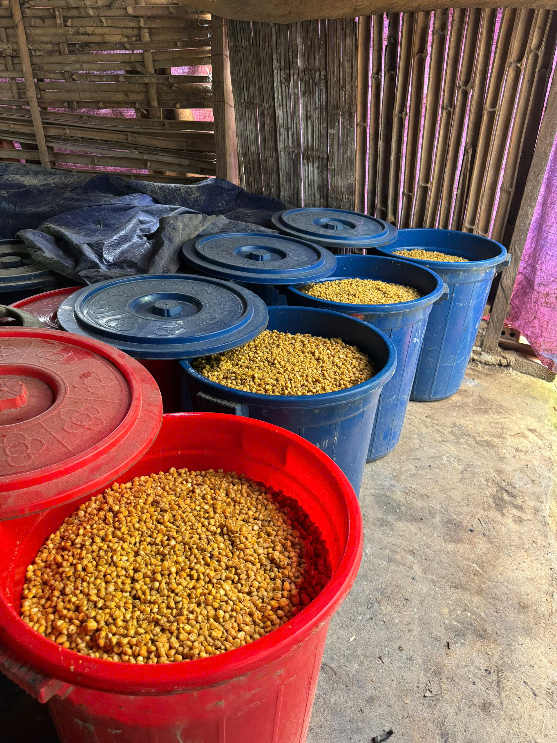 QUY TRÌNH SẢN XUẤT RƯỢU NGÔ PÚ NHUNG