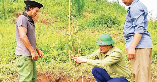 Tuần Giáo chú trọng phát triển cây mắc ca